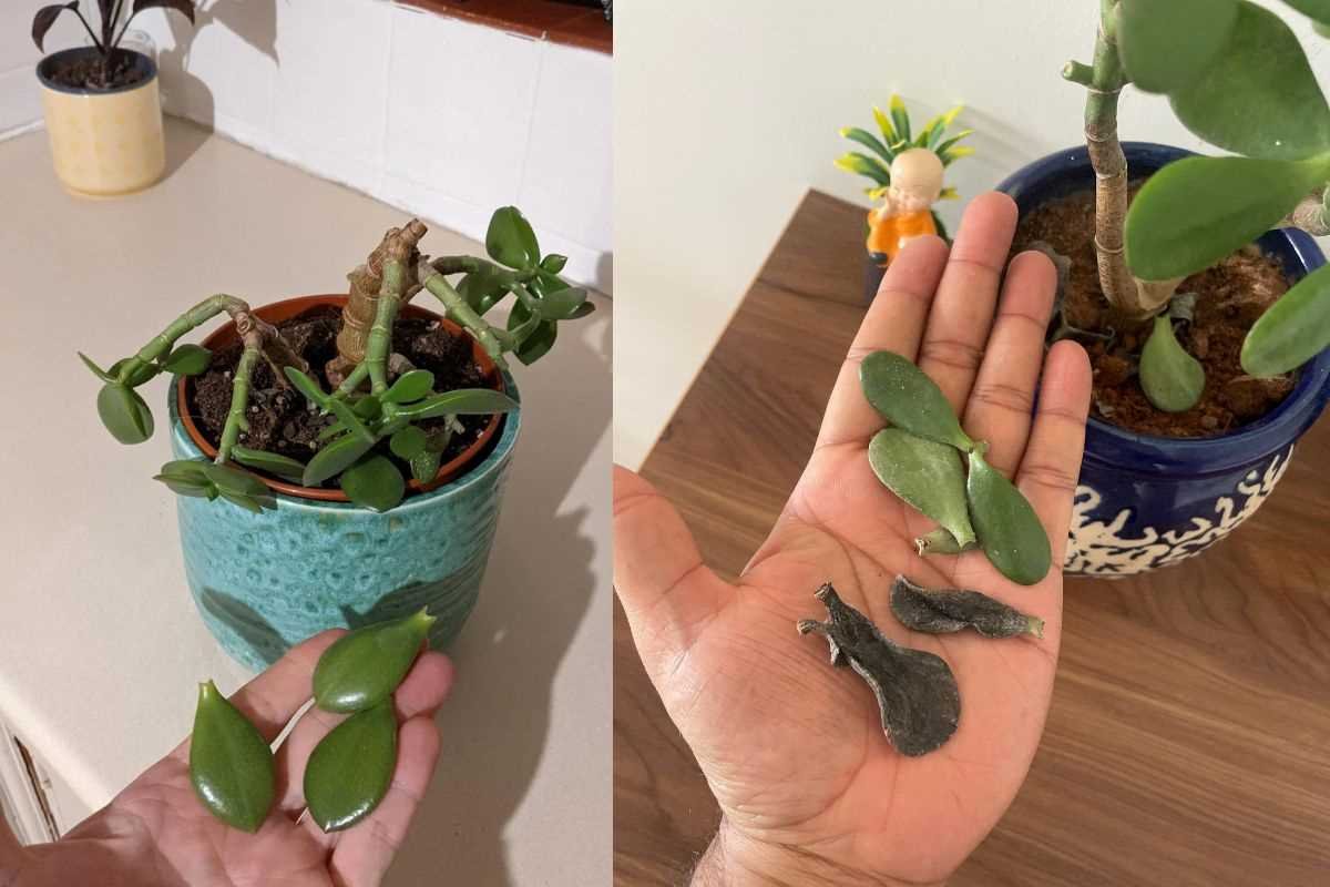 Why Is My Jade Plant Dropping Leaves: An In-Depth Exploration