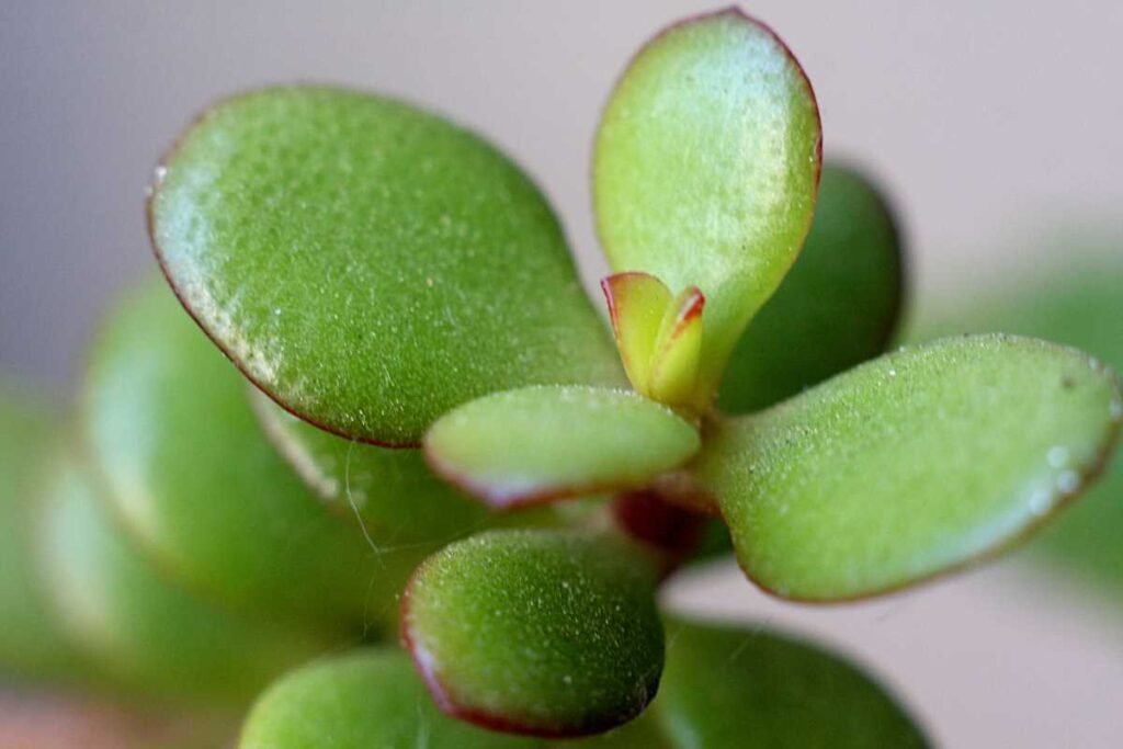 Crassula ovata (Common Jade Plant)