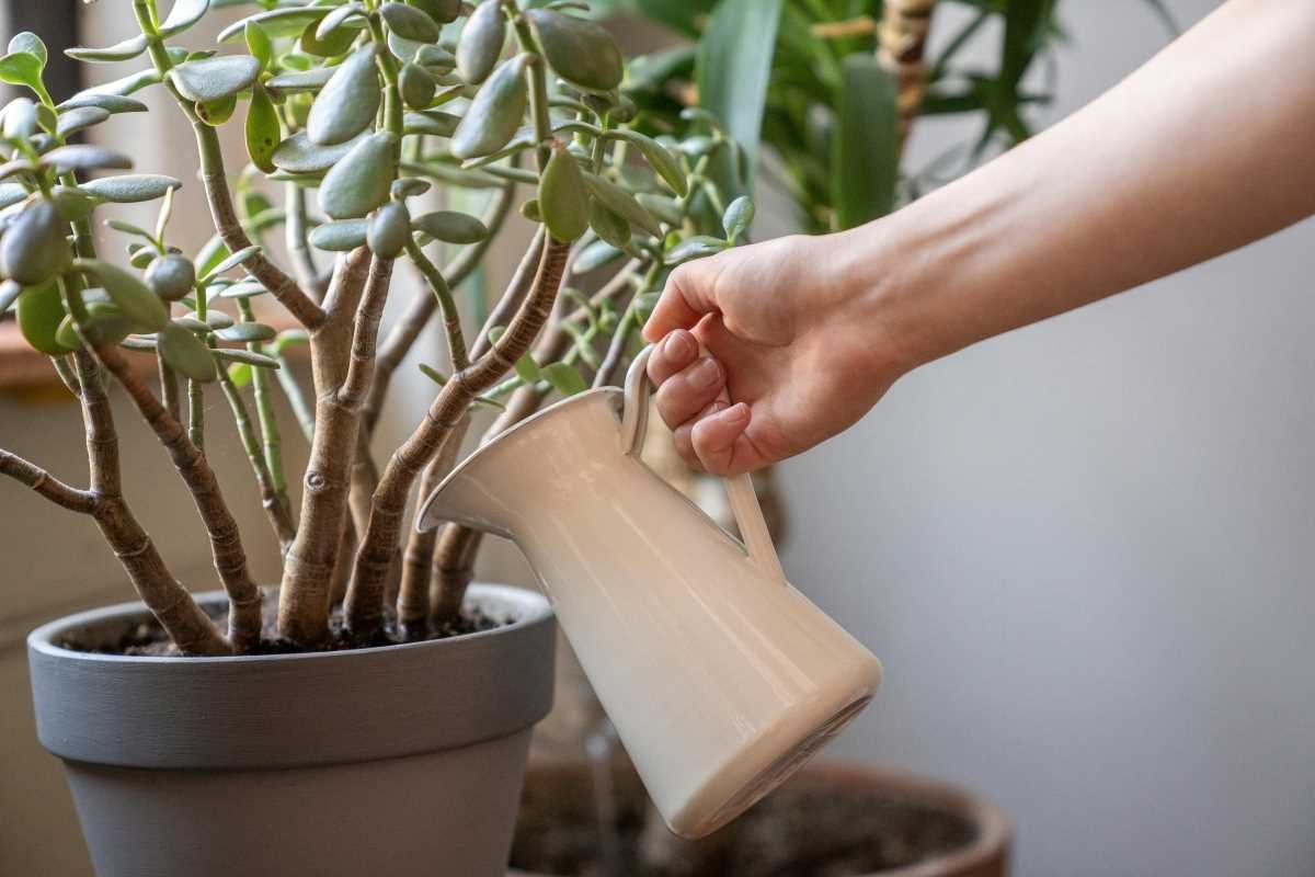 How Often to Water Jade Plants: Tips, and Techniques