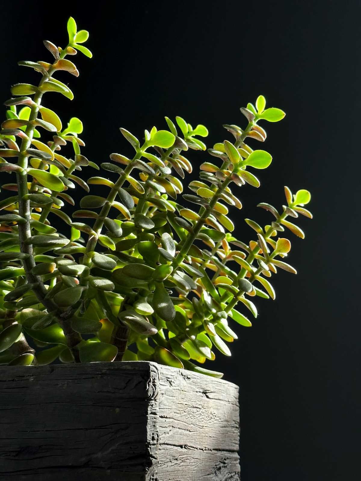 Jade Plant Benefits: Why You Should Have One in Your Home