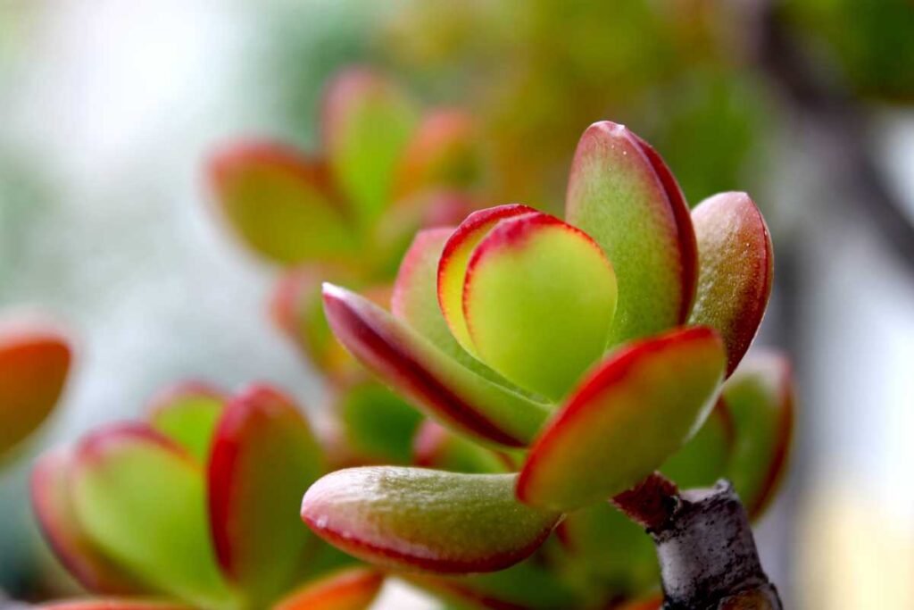 jade plant turning red