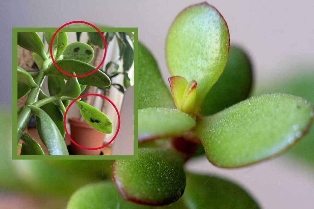 Identifying and Treating Jade Plant Diseases