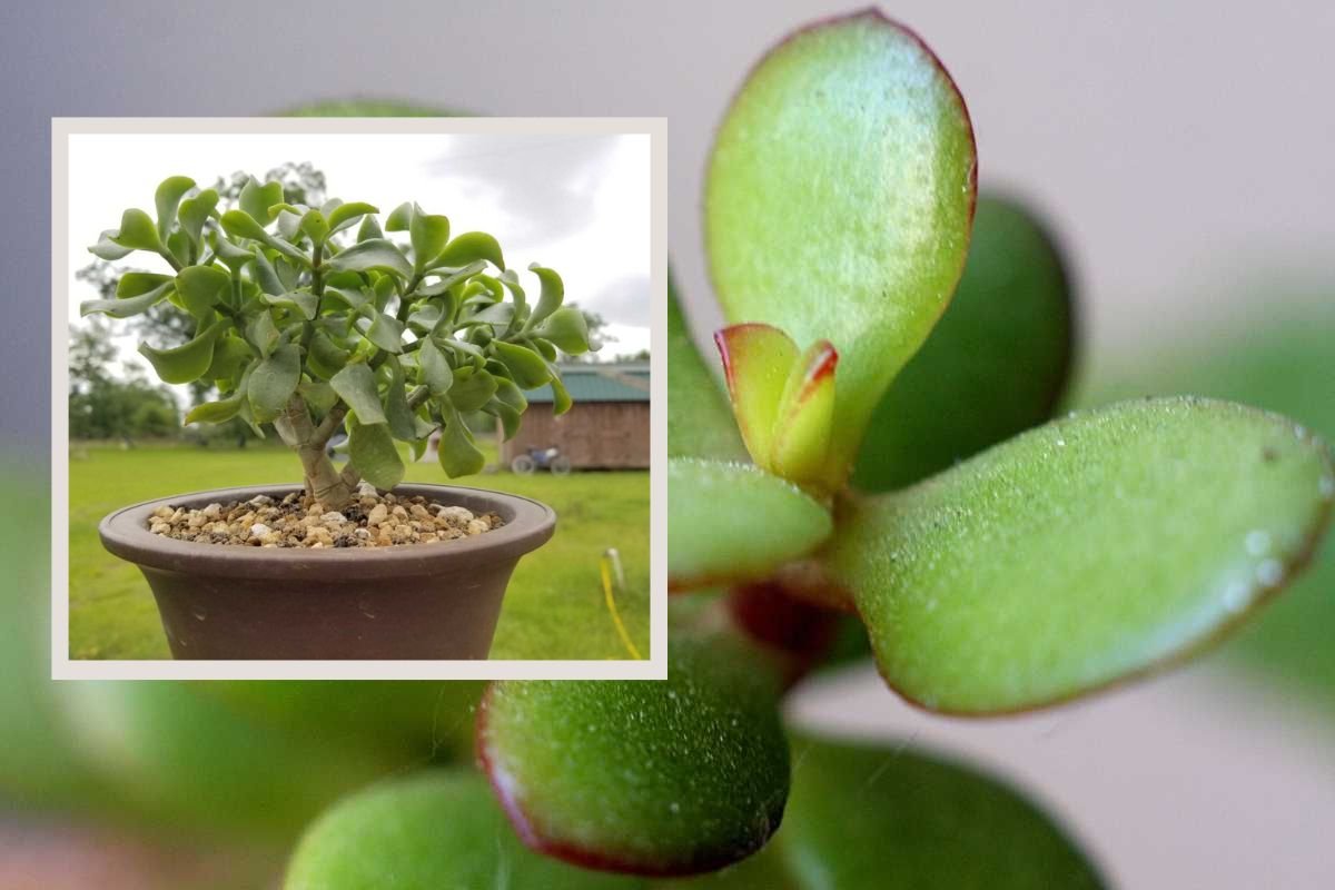 Curly Jade Plants: A Detailed Guide About Care, Growth, & Benefits