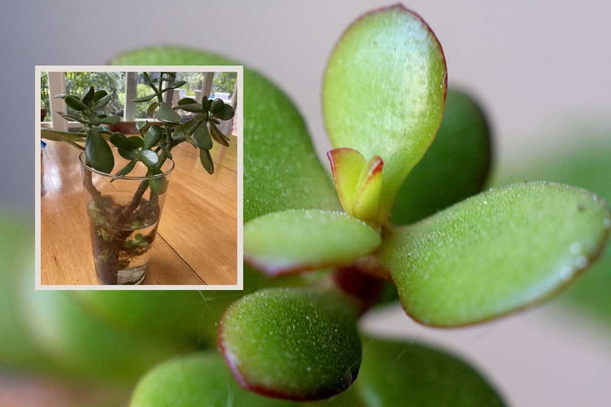 Step-by-Step Guide to Propagating Jade Plant in Water