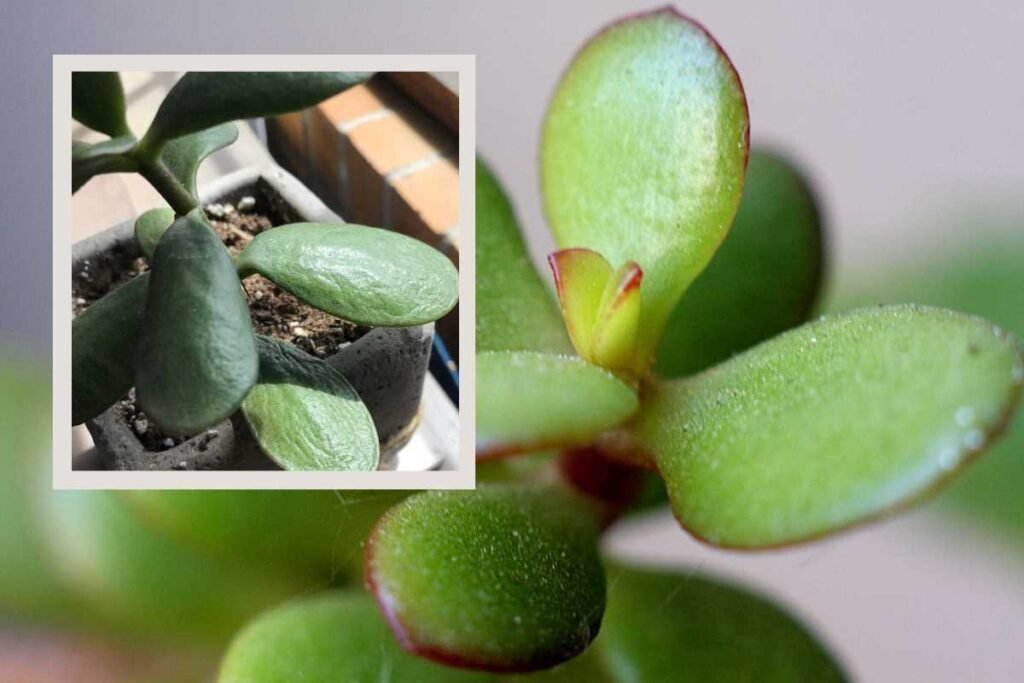 Why Jade Plant is Dying: Causes and Solutions