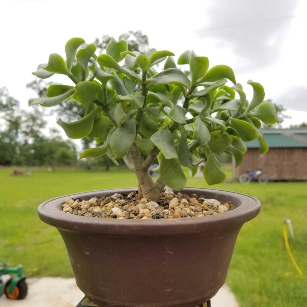 Types of Jade Plants: A Complete Guide to Varieties and Care