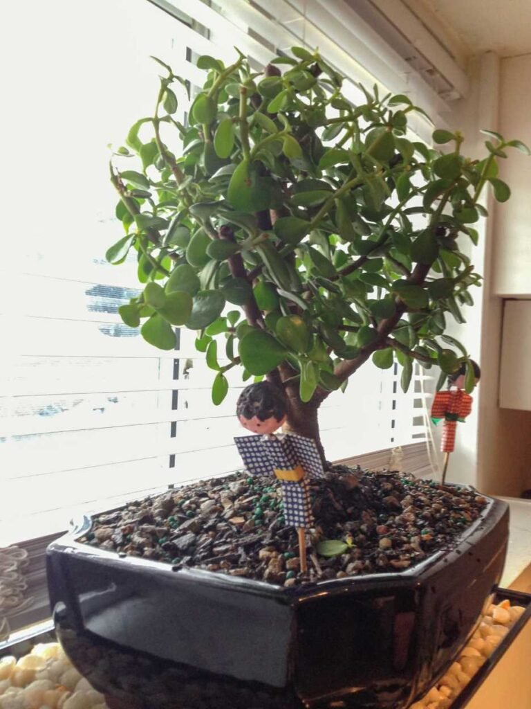 How to Grow a Jade Plant into a Tree