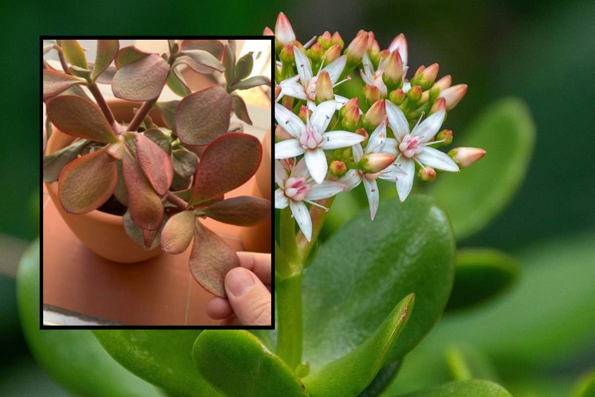 Why Your Jade Plant is Turning Red: Causes, Solutions, and Care Tips