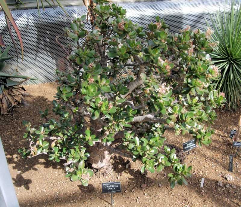 Where to Place Jade Plant Outside