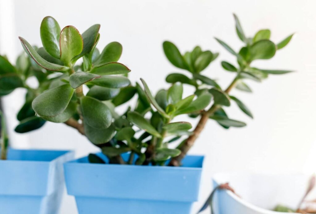 Jade Plant Winter Care: What You Need to Know