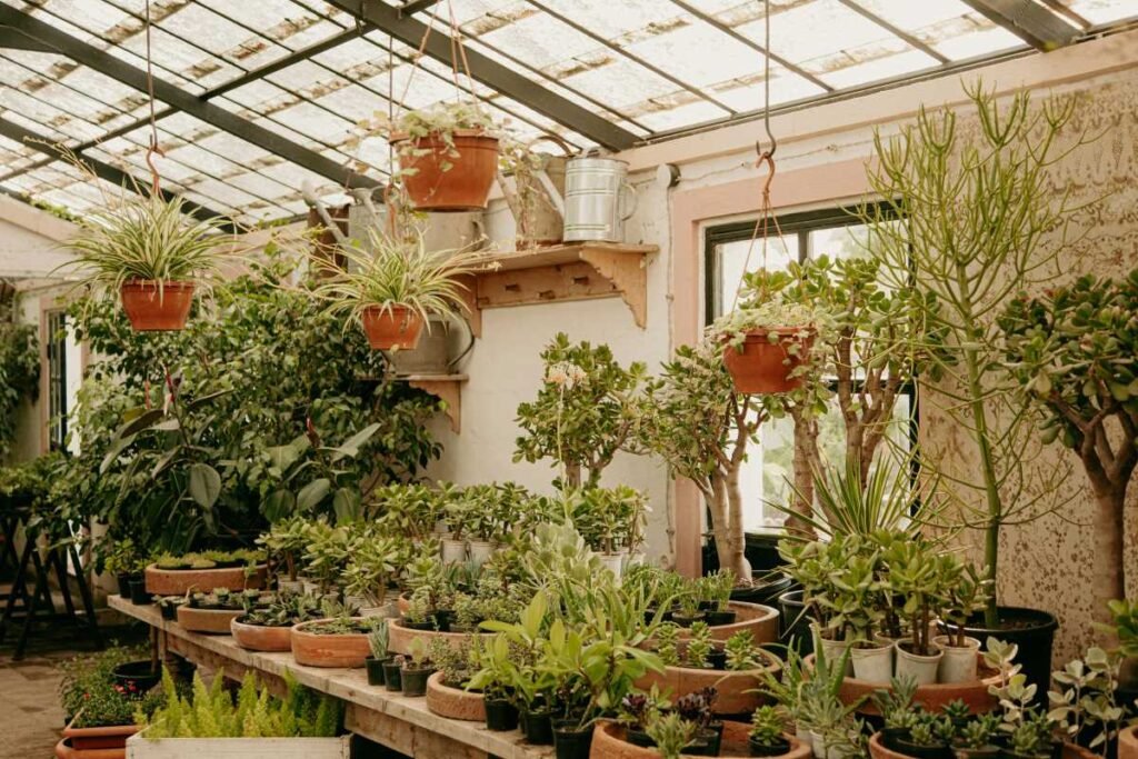 Jade Plants in bright light