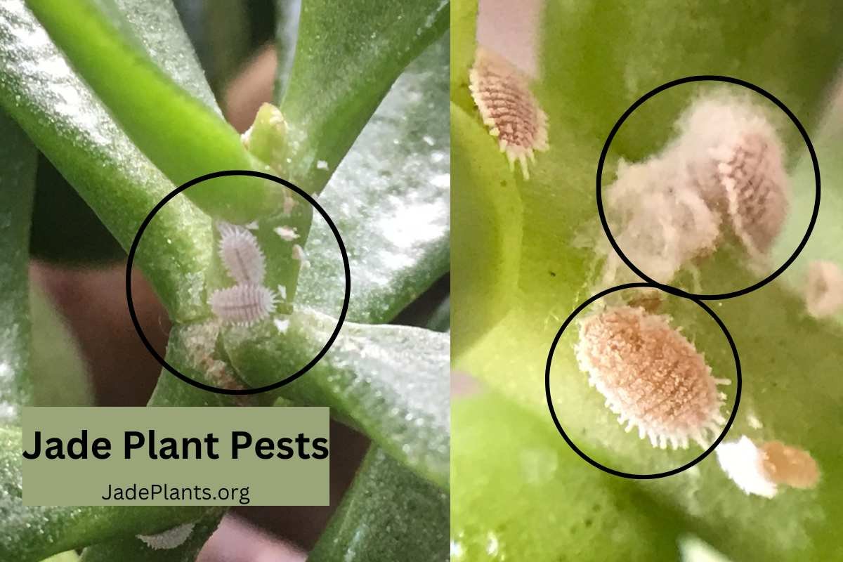 Jade Plant Pest and Disease Management: A Complete Guide