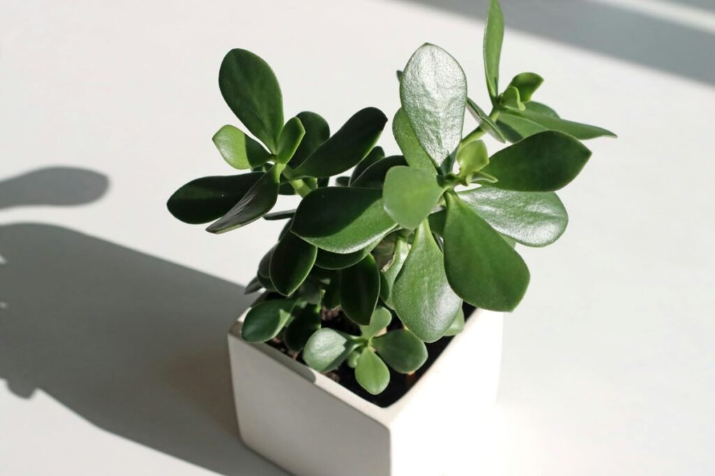 A Jade plant in a pot