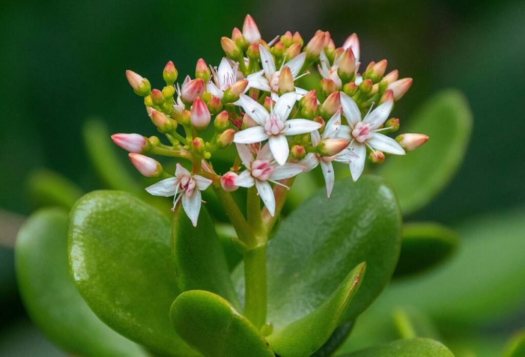 Jade Plant Flowers: Details of Cultivation, Care, and More